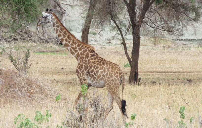 Tarangire trip