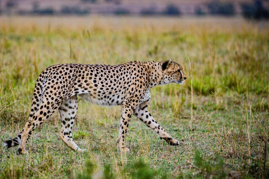 cheetah-7746308_1280