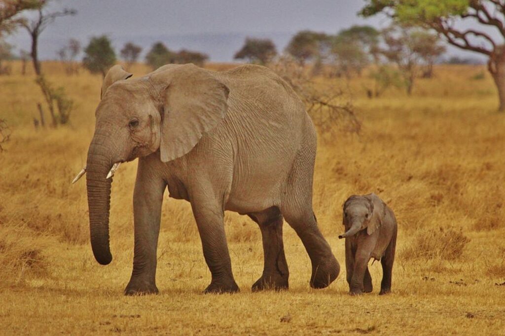 elephant-babies-278524_1280