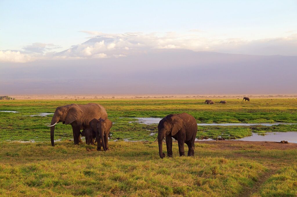 elephants-4275741_1280