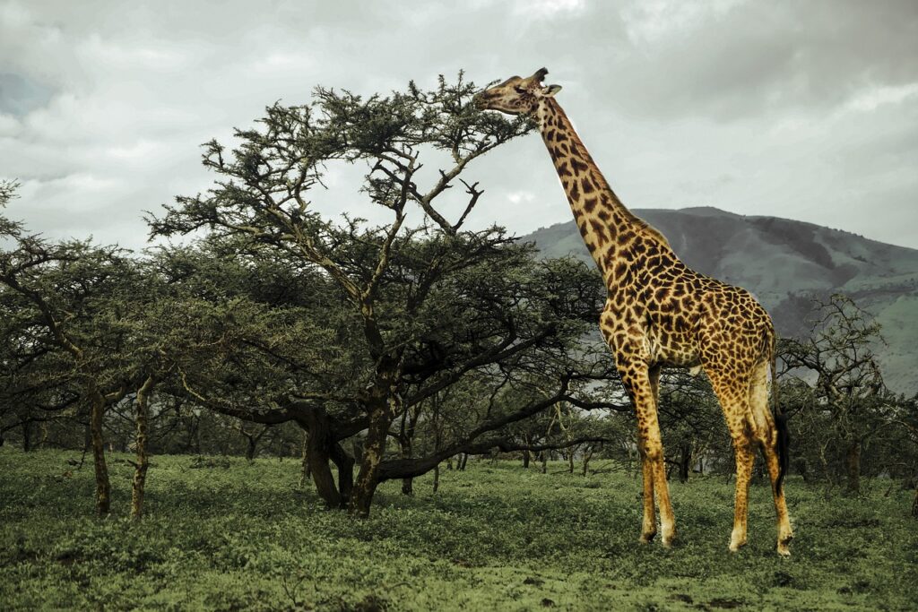 giraffe-5040122_1280