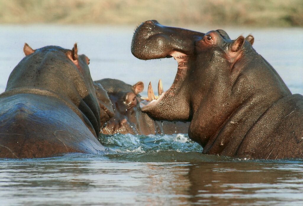 hippopotamus-95472_1280