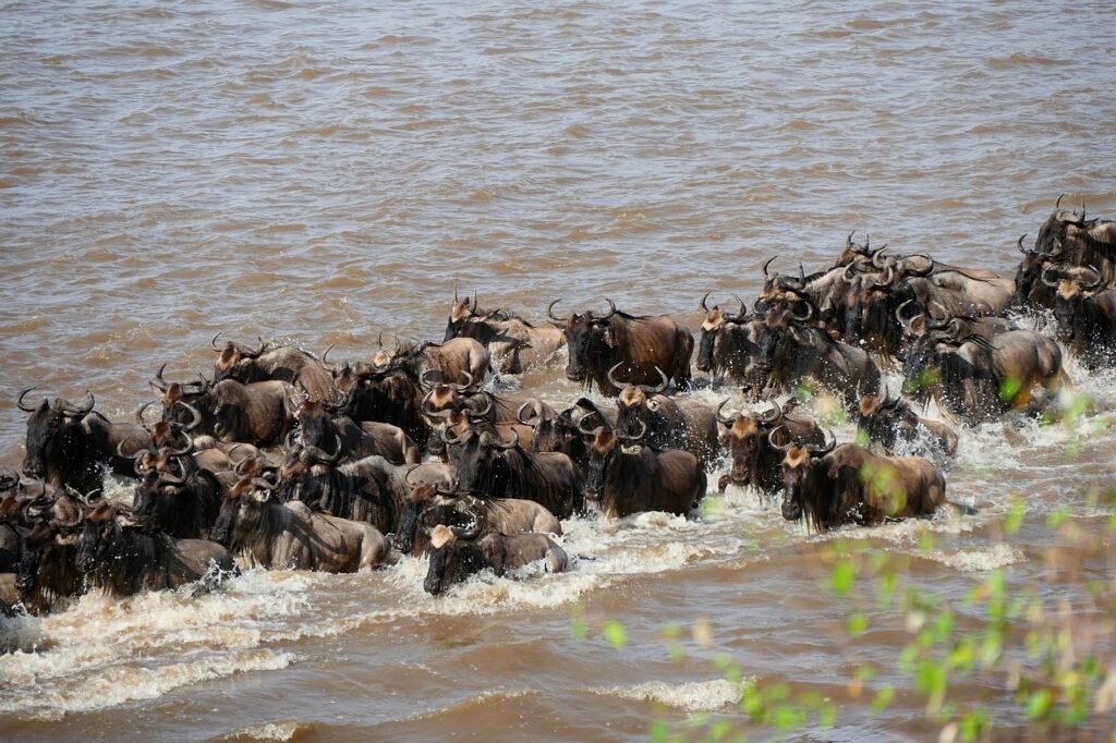 mara-river-5730663_1280