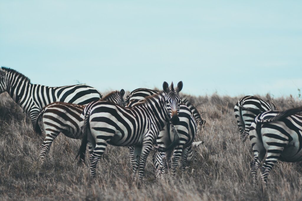 zebra-7280318_1280